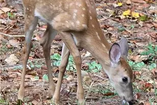 4279 Red Fox Trail Trail, Oakwood, GA 30566 - Photo 67