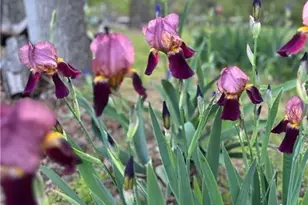 4060 Merritt Dr, Cumming, GA 30041 - Photo 117