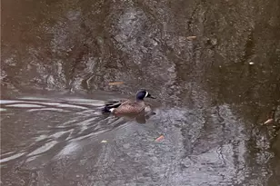 8923 Carroll Manor Dr, Atlanta, GA 30350 - Photo 31