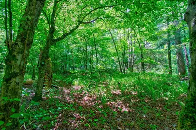 5.31 Tom Bell Odom Road, Dahlonega, GA 30533 - Photo 17