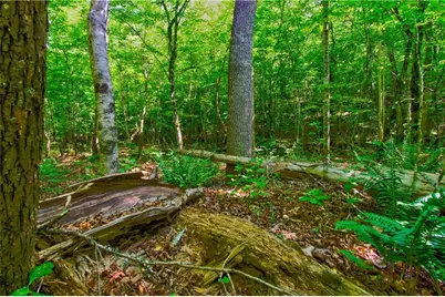 5.31 Tom Bell Odom Road, Dahlonega, GA 30533 - Photo 15