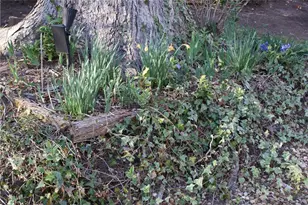 1146 Lakeshore Dr, Gainesville, GA 30501 - Photo 49