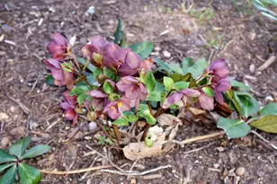 1146 Lakeshore Dr, Gainesville, GA 30501 - Photo 51