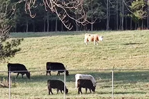 8629 Drake Dr, Lula, GA 30554 - Photo 77