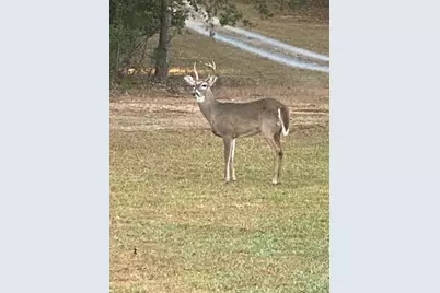 265 Evans Drive, Buchanan, GA 30113 - Photo 111