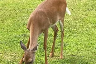 265 Evans Dr, Buchanan, GA 30113 - Photo 121