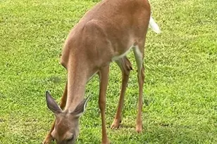 265 Evans Dr, Buchanan, GA 30113 - Photo 115