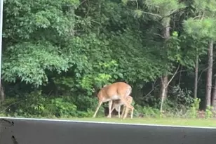 265 Evans Dr, Buchanan, GA 30113 - Photo 119