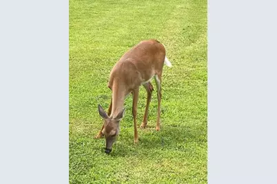 265 Evans Drive, Buchanan, GA 30113 - Photo 115