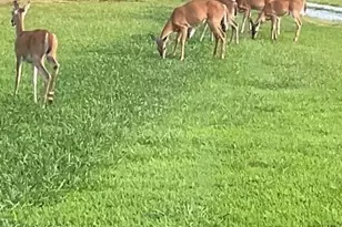 265 Evans Dr, Buchanan, GA 30113 - Photo 123