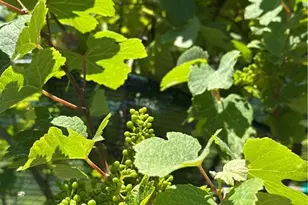 110 Rathgeb Trail, Jasper, GA 30143 - Photo 59