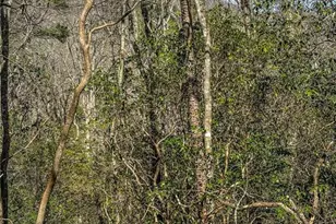 00 Ts Jarrard, Dahlonega, GA 30533 - Photo 1