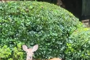 7270 Flowery Branch Rd, Cumming, GA 30041 - Photo 63