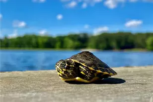 606 Hilltop Ln, Berkeley Lake, GA 30096 - Photo 69