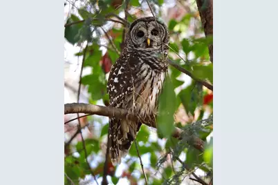 606 Hilltop Lane, Duluth, GA 30096 - Photo 71