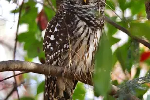 606 Hilltop Ln, Berkeley Lake, GA 30096 - Photo 71