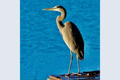 606 Hilltop Lane, Duluth, GA 30096 - Photo 75