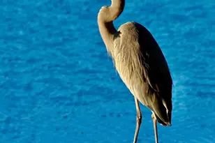 606 Hilltop Ln, Berkeley Lake, GA 30096 - Photo 75