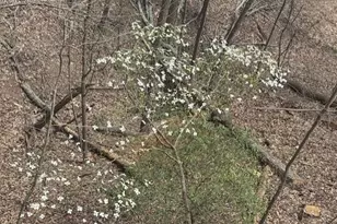 628 Cherokee Trl, Jasper, GA 30153 - Photo 59