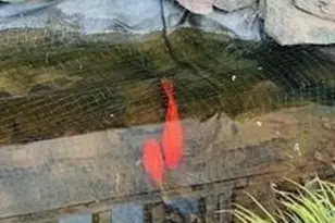 628 Cherokee Trl, Jasper, GA 30153 - Photo 53