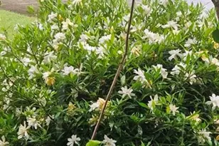 5440 Bentley Hall Dr, Johns Creek, GA 30005 - Photo 29