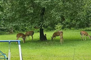 3096 Campground Rd, Winston, GA 30187 - Photo 23