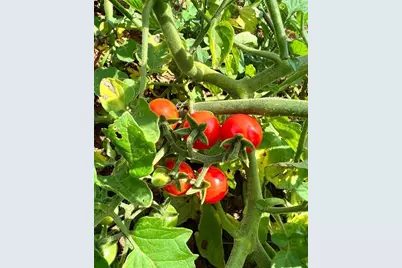 137 Blue Spruce Drive, Blairsville, GA 30512 - Photo 7