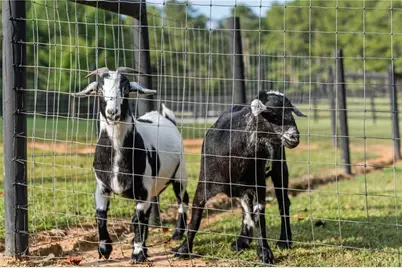 7255 Old Rico Road, Chattahoochee Hills, GA 30268 - Photo 69