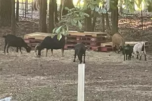 8345 Cleckler Rd, Palmetto, GA 30268 - Photo 9