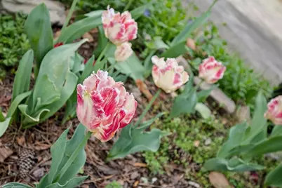 3875 Donaldson Drive, Atlanta, GA 30341 - Photo 43