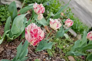 3875 Donaldson Dr, Atlanta, GA 30341 - Photo 43