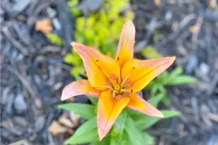 3420 Chattahoochee Rd, Cumming, GA 30041 - Photo 73