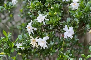 3420 Chattahoochee Rd, Cumming, GA 30041 - Photo 71