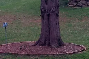 5041 Blackberry Ln, Buford, GA 30518 - Photo 3