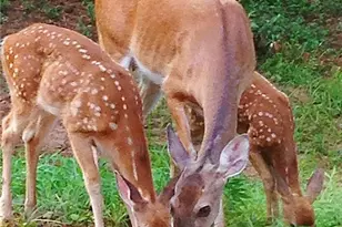 1265 Northshore Dr, Roswell, GA 30076 - Photo 63