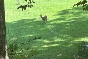 353 Riverwood Rd, Lula, GA 30554 - Photo 75