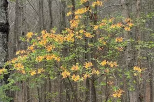 353 Riverwood Rd, Lula, GA 30554 - Photo 79