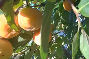 368 Shadowbrooke Cir SW, Loganville, GA 30052 - Photo 53