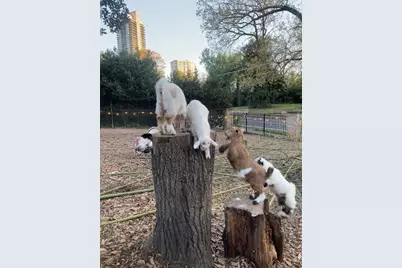 3809 Wieuca Road NE, Atlanta, GA 30342 - Photo 59