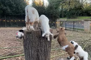 3809 Wieuca Rd NE, Atlanta, GA 30342 - Photo 59