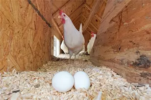 45 Wolfridge Trail NE, White, GA 30184 - Photo 51