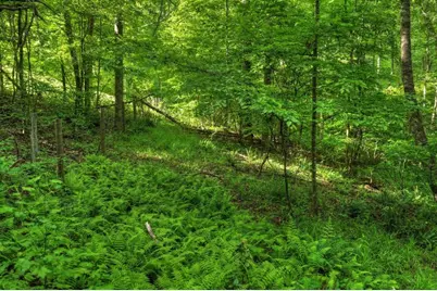 8.52 Ac McNelley Road, Morganton, GA 30560 - Photo 23