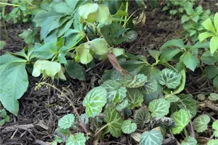 512 Williamsburg Dr, Dalton, GA 30720 - Photo 57