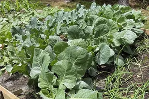 287 Bell Loop, Chatsworth, GA 30705 - Photo 31