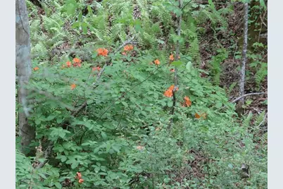 1168 Ben T Huiet Highway, Sautee Nacoochee, GA 30523 - Photo 7