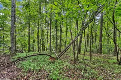 0 Lewis Grindle Road, Dahlonega, GA 30533 - Photo 19