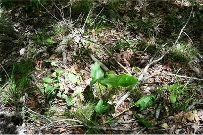 00001 Wilson Road, Temple, GA 30179 - Photo 25