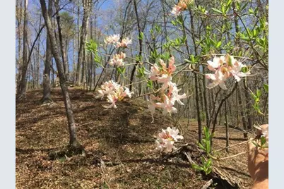 0 Long Branch Road, Dahlonega, GA 30533 - Photo 29