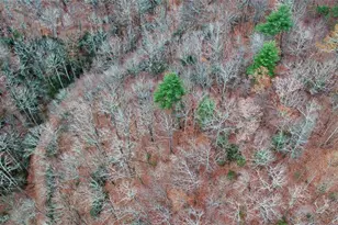 [Address not provided], Rabun Gap, GA 30568 - Photo 87