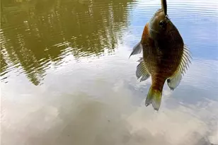 37 Farmstead Way, Senoia, GA 30276 - Photo 111